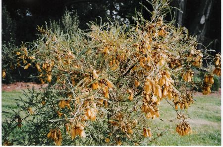 Tortuosa Kowhai